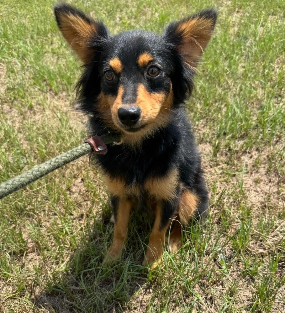 Jack, Adopted, Puppy Male Australian Shepherd & Chiweenie.