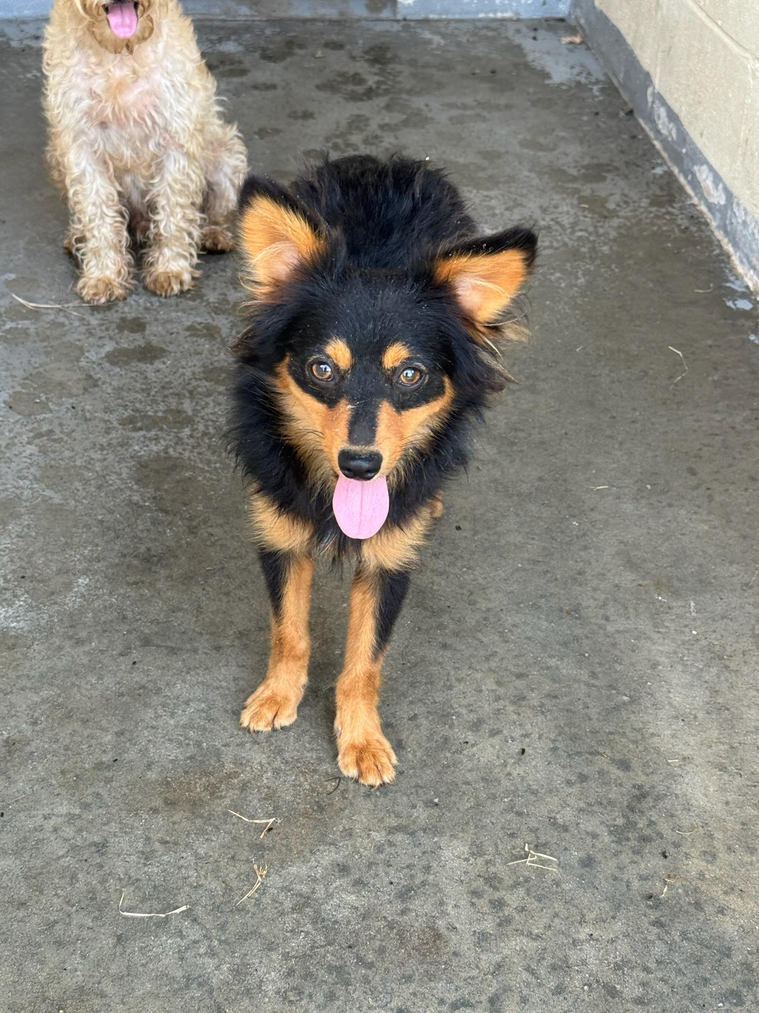 Enlarge Jack, a Adopted mixed breed in Sagaponack, NY image 5/6