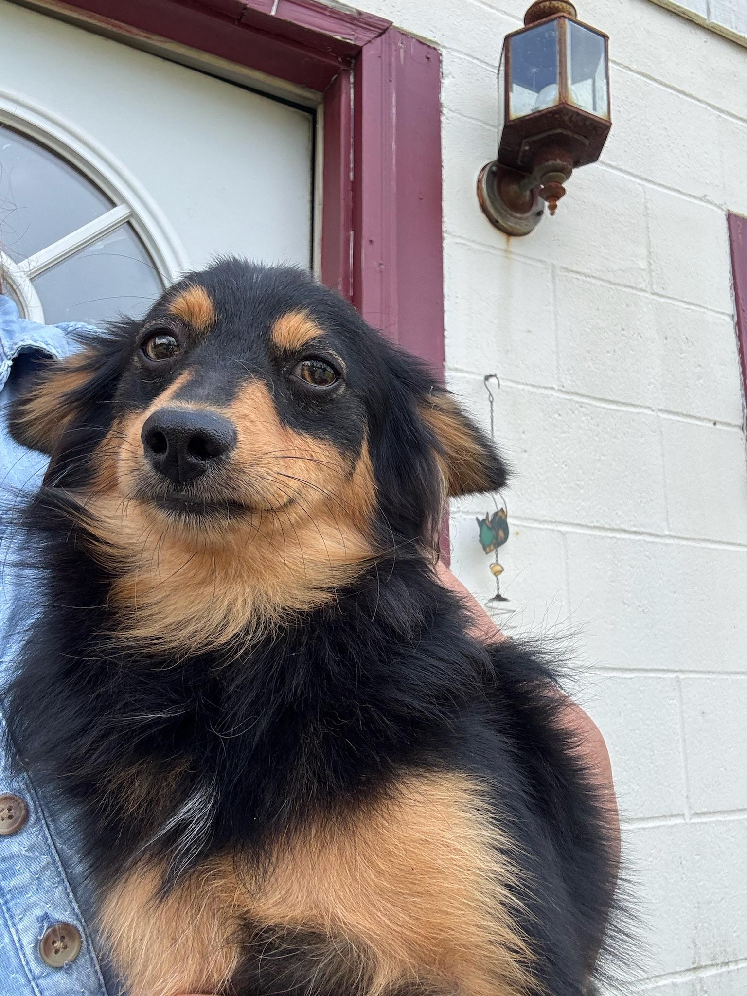 Enlarge Jack, a Adopted mixed breed in Sagaponack, NY image 6/6