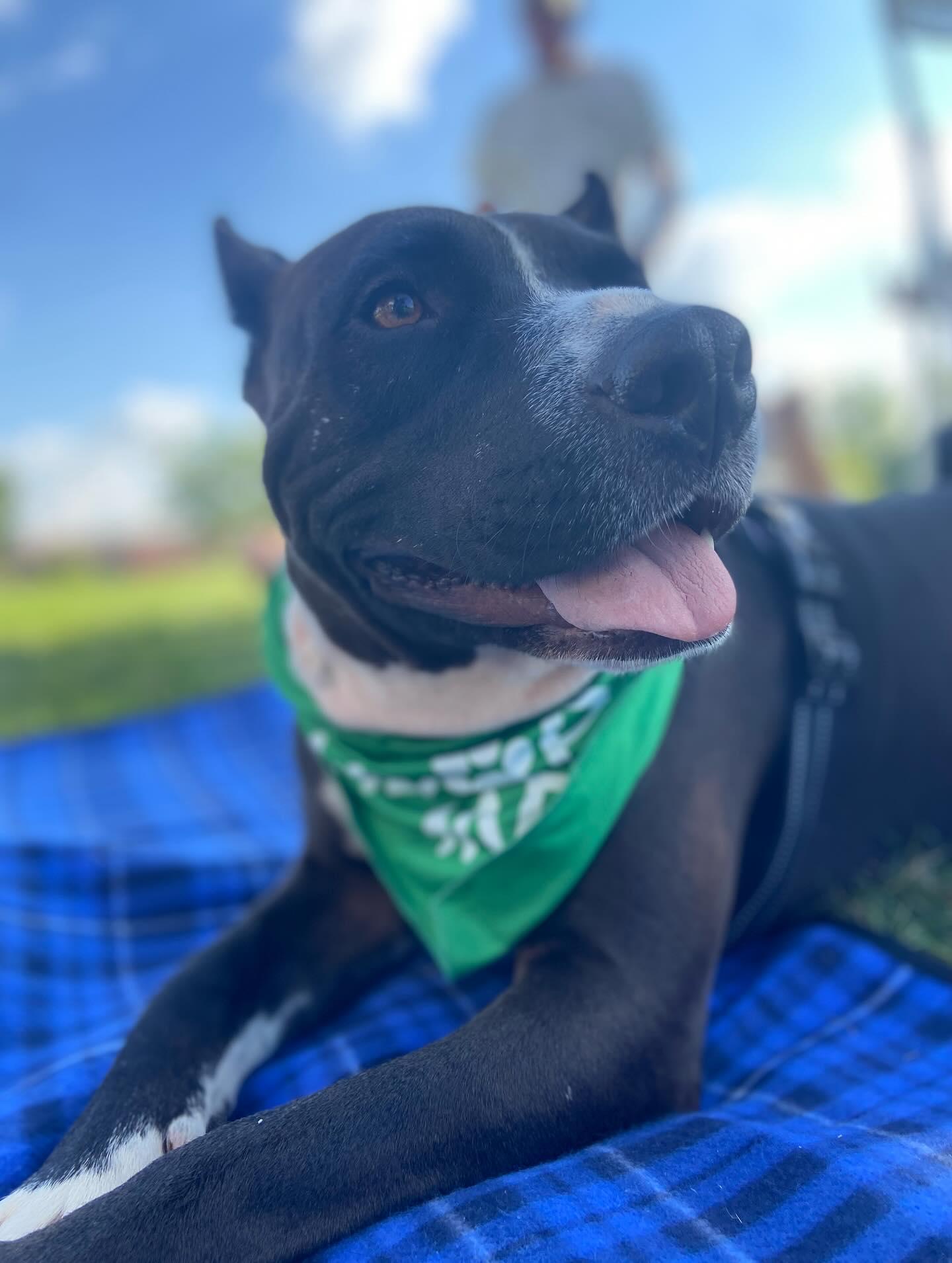 Bodhi