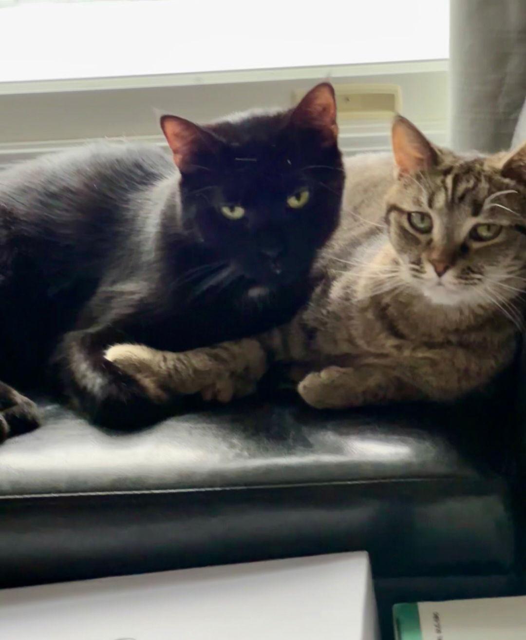 Nutella (Kitty), Adoptable, Adult Female Domestic Short Hair.