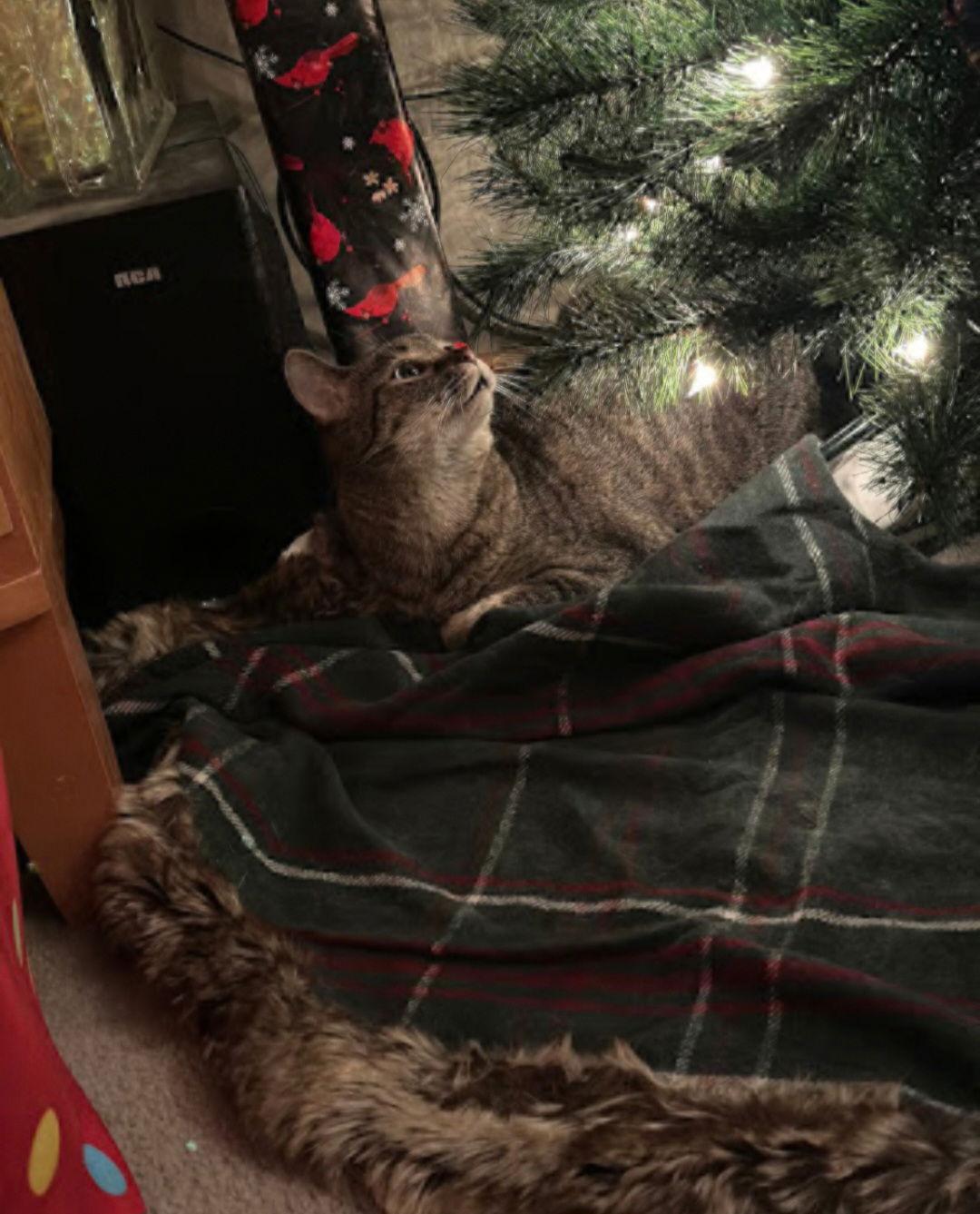 Nutella (Kitty), a Adoptable Domestic Short Hair in Ashville, OH image 2/3