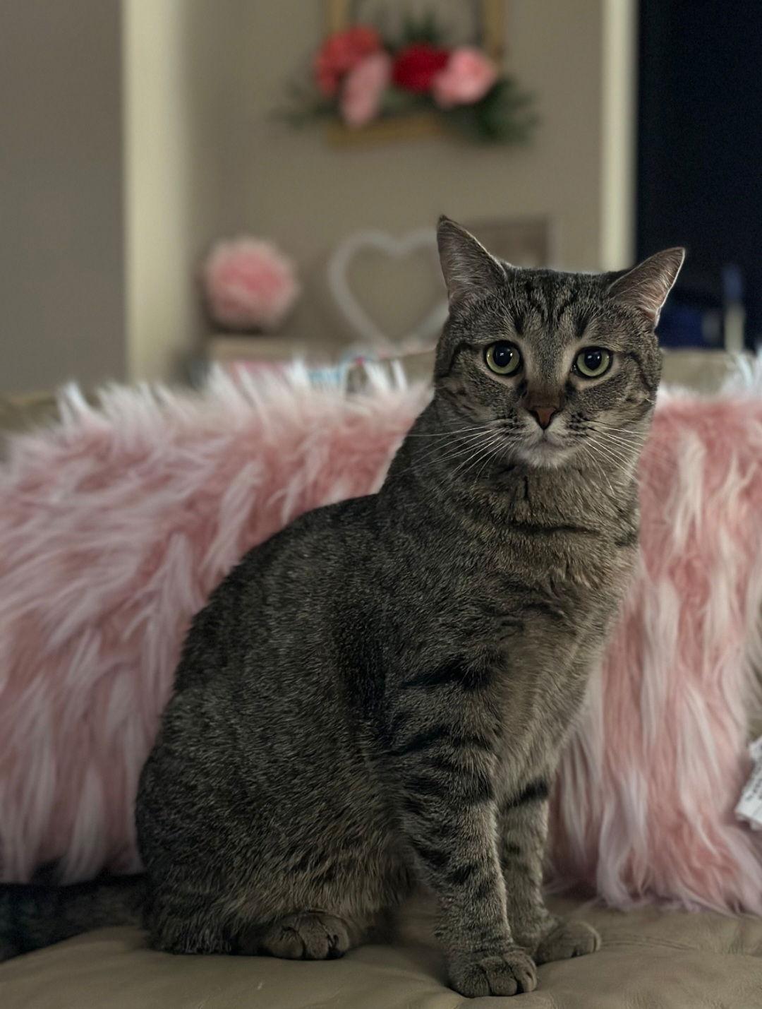 Nutella (Kitty), a Adoptable Domestic Short Hair in Ashville, OH image 3/3