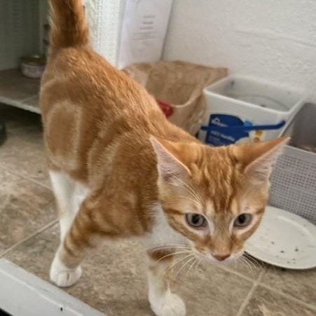 Boots — A Handsome Boy with Fabulous White Boots, an adopted Domestic Short Hair in Prescott, AZ image 2/4