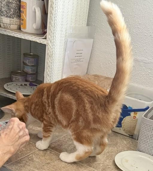 Boots — A Handsome Boy with Fabulous White Boots, an adopted Domestic Short Hair in Prescott, AZ image 4/4
