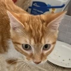 Boots — A Handsome Boy with Fabulous White Boots, an adopted Domestic Short Hair in Prescott, AZ image 3/4