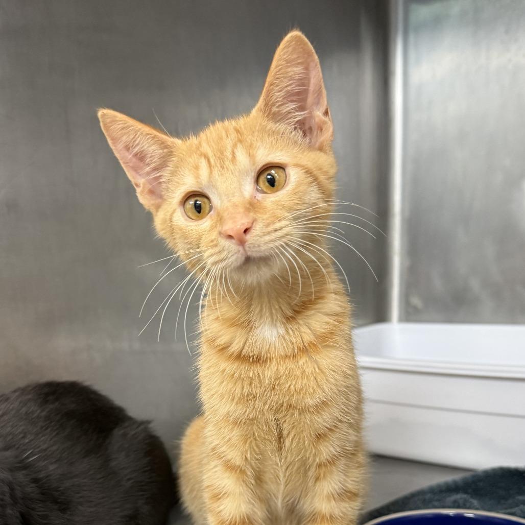 Ron, Adopted, Kitten Male Domestic Short Hair.