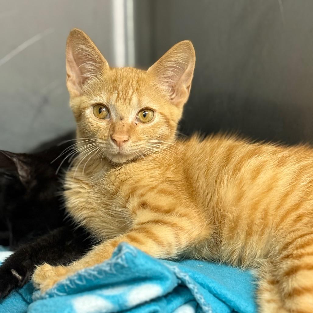 Enlarge Ron, a Adopted Domestic Short Hair in Lauderhill, FL image 2/6