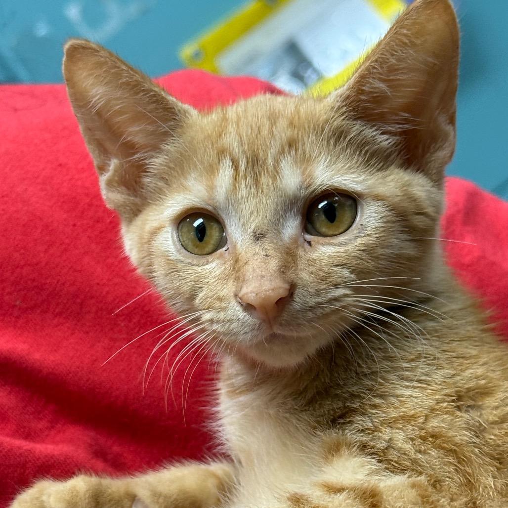 Enlarge Ron, a Adopted Domestic Short Hair in Lauderhill, FL image 3/6