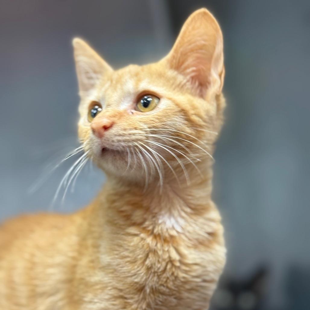 Enlarge Ron, a Adopted Domestic Short Hair in Lauderhill, FL image 4/6