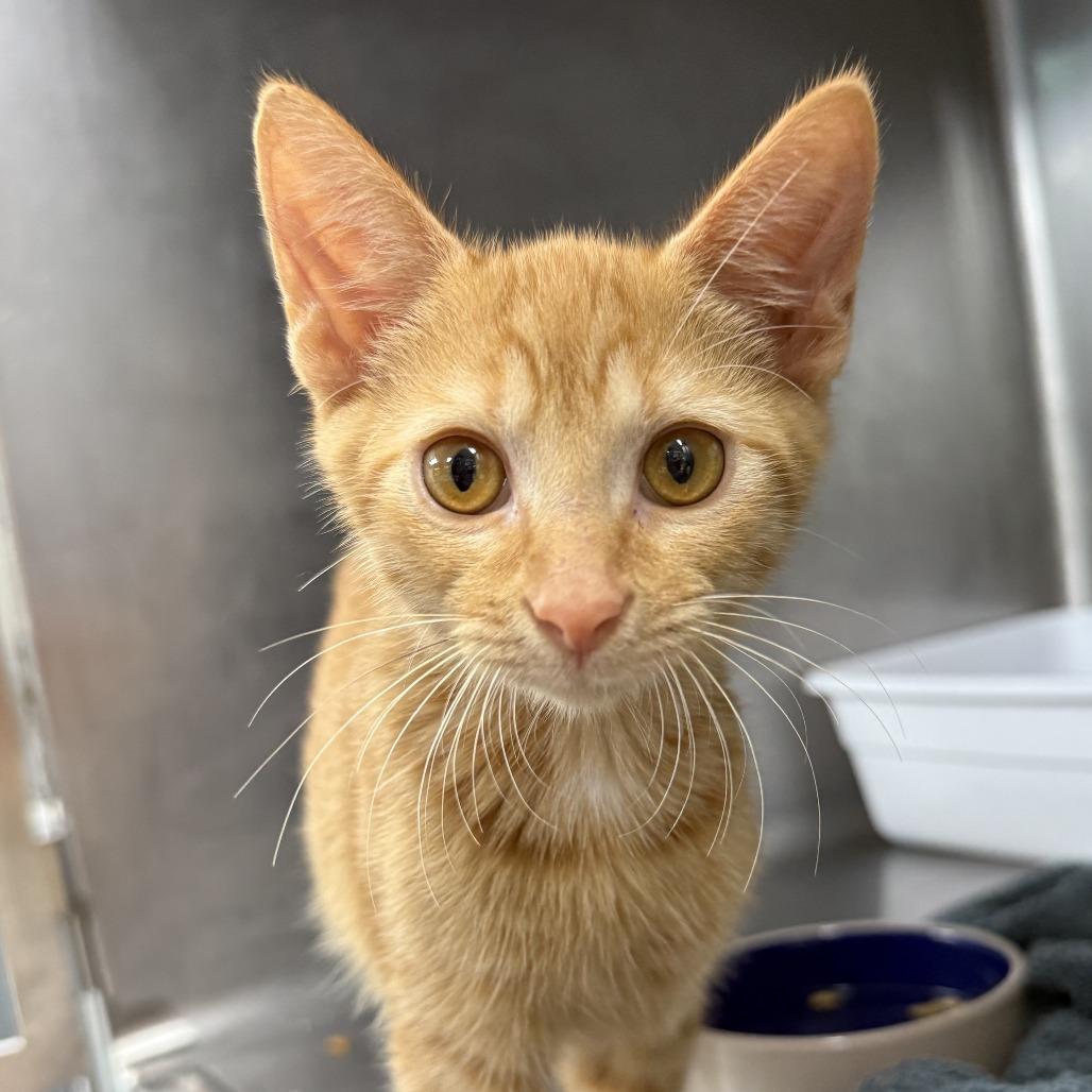 Enlarge Ron, a Adopted Domestic Short Hair in Lauderhill, FL image 5/6