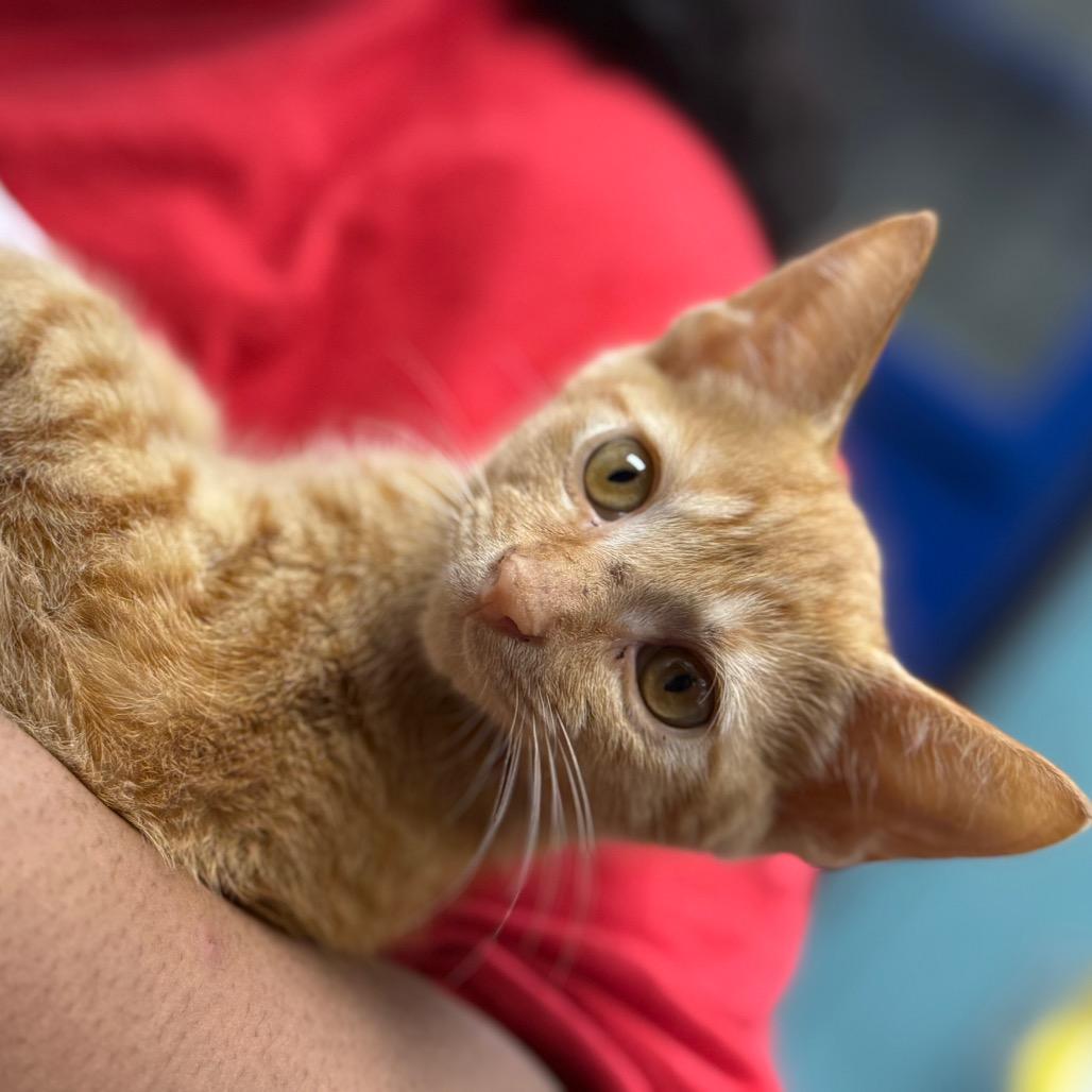 Enlarge Ron, a Adopted Domestic Short Hair in Lauderhill, FL image 6/6