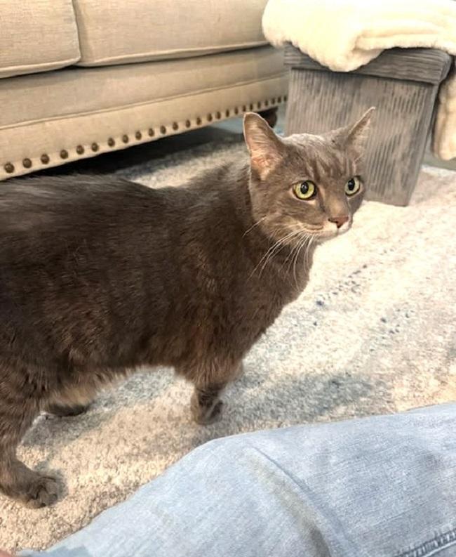 Enlarge SOPHIA, a ADOPTABLE Domestic Short Hair in Pegram, TN image 3/6