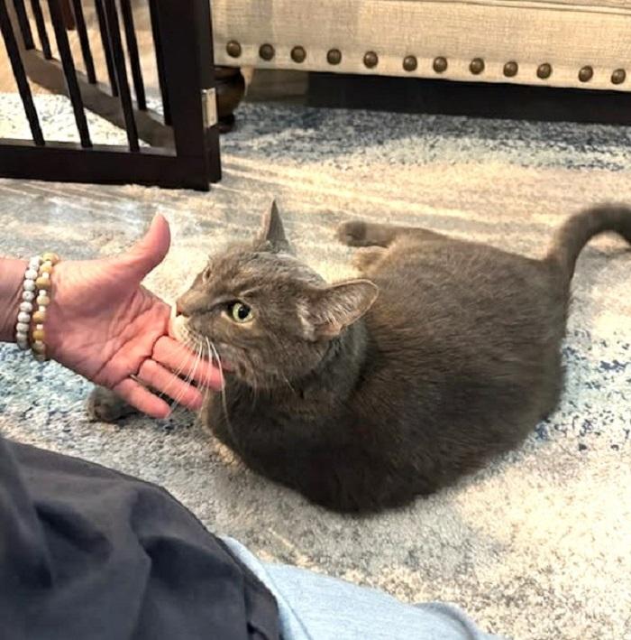 Enlarge SOPHIA, a ADOPTABLE Domestic Short Hair in Pegram, TN image 5/6