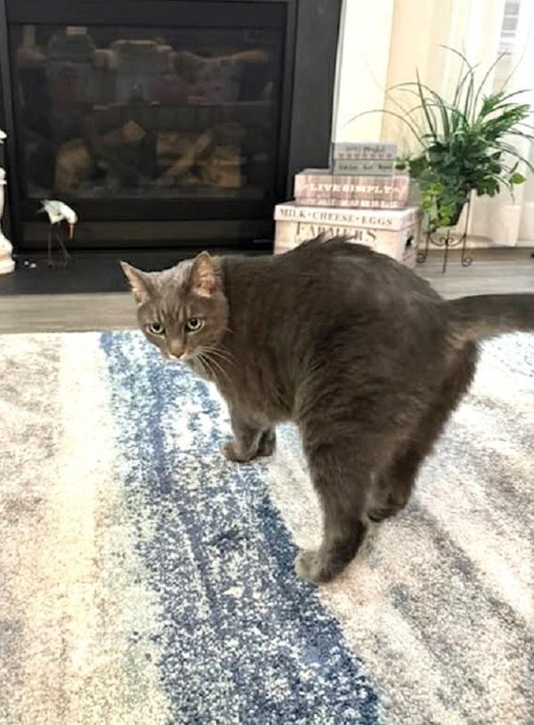 Enlarge SOPHIA, a ADOPTABLE Domestic Short Hair in Pegram, TN image 4/6