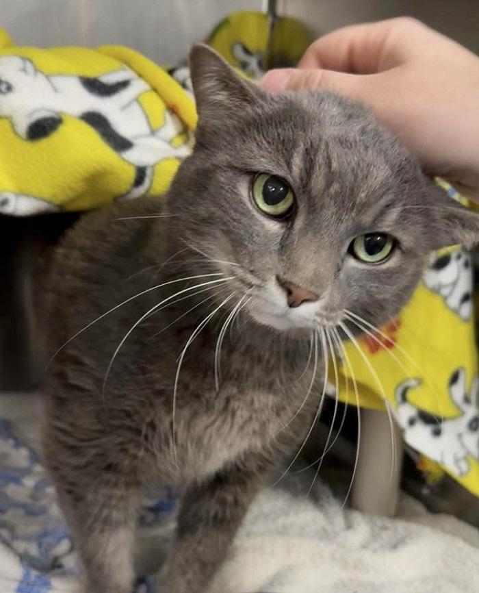 SOPHIA, ADOPTABLE, Senior Female Domestic Short Hair.