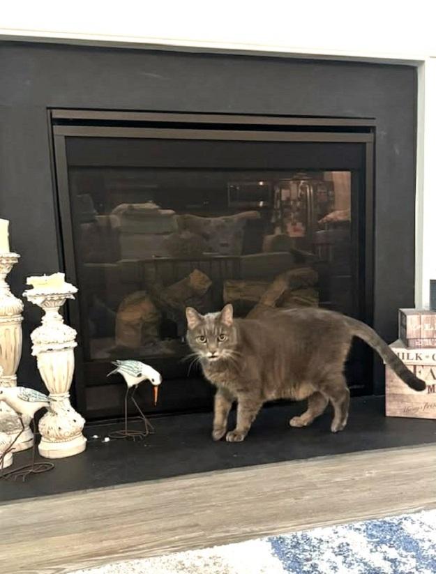 Enlarge SOPHIA, a ADOPTABLE Domestic Short Hair in Pegram, TN image 2/6