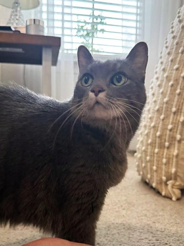 Enlarge SOPHIA, a ADOPTABLE Domestic Short Hair in Pegram, TN image 6/6