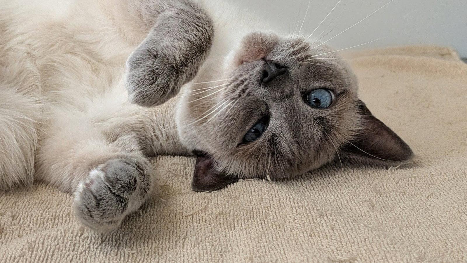 Minx, a Adopted Siamese in Santa Rosa, CA image 3/3
