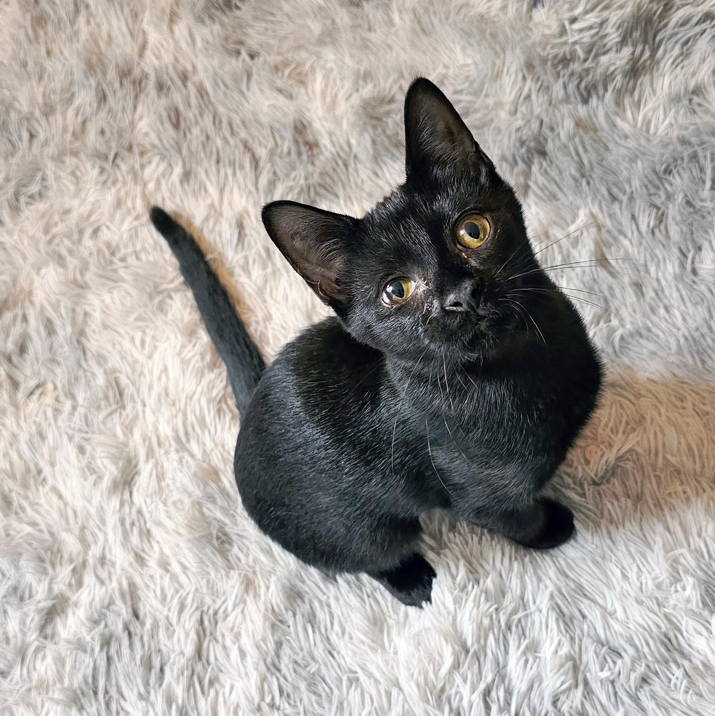 Enlarge Essi, a Adoptable Domestic Short Hair in Apex, NC image 3/5