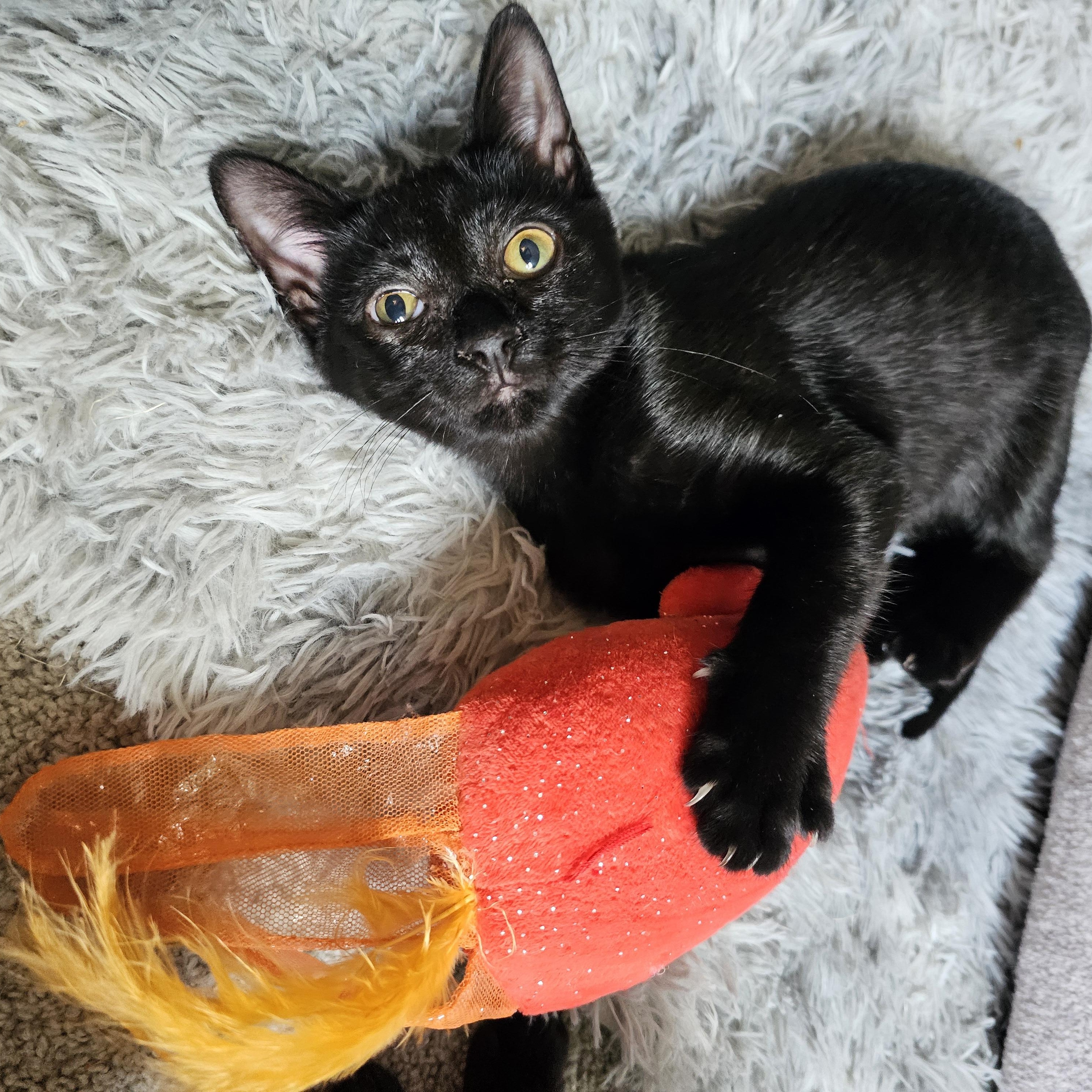 Enlarge Essi, a Adoptable Domestic Short Hair in Apex, NC image 2/5