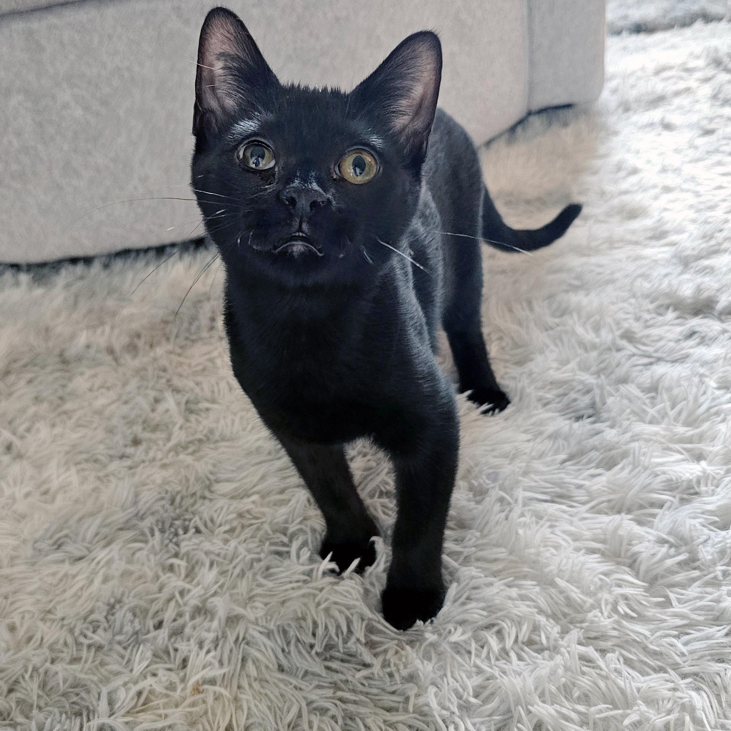 Enlarge Essi, a Adoptable Domestic Short Hair in Apex, NC image 5/5