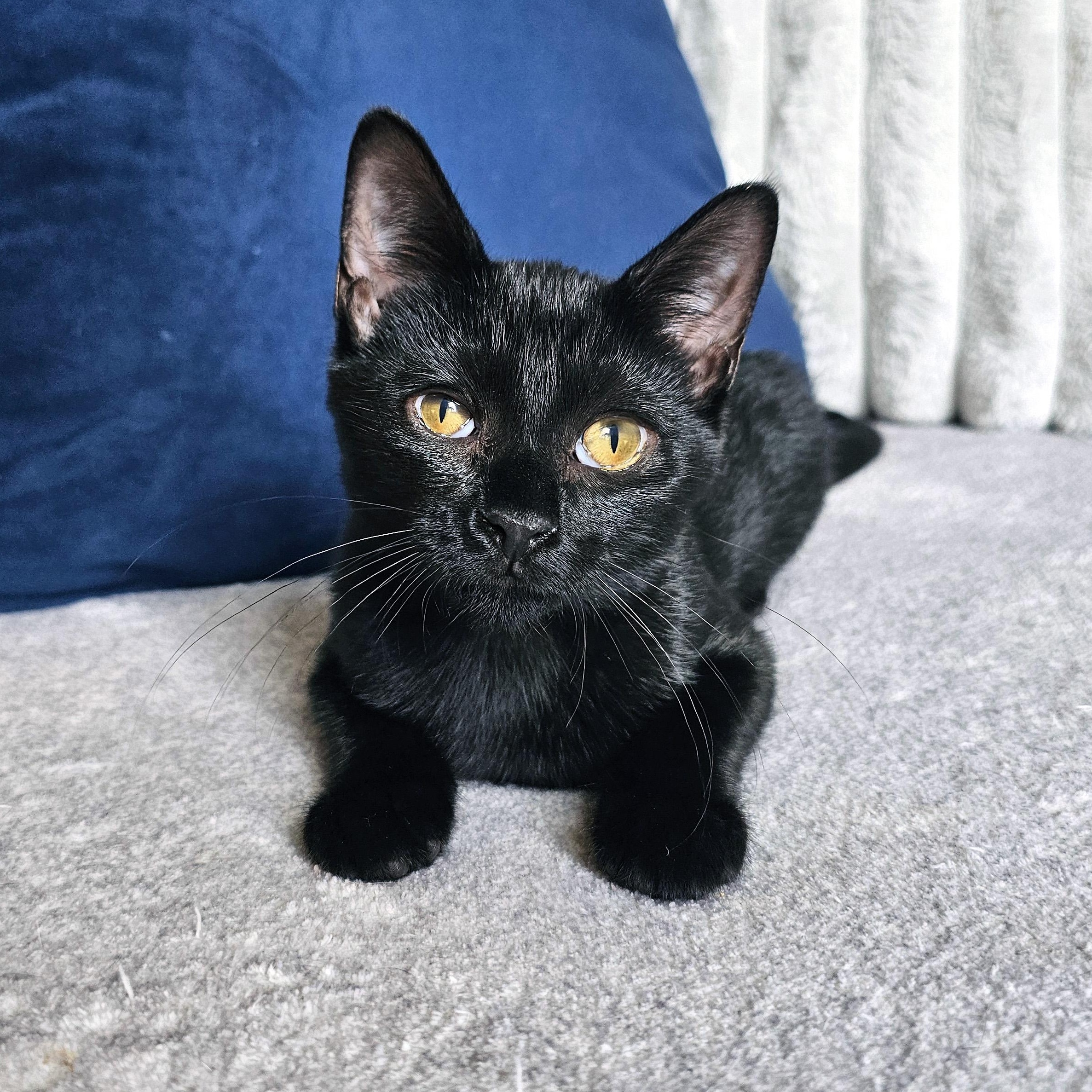 Essi, ADOPTABLE, Kitten Female Domestic Short Hair.