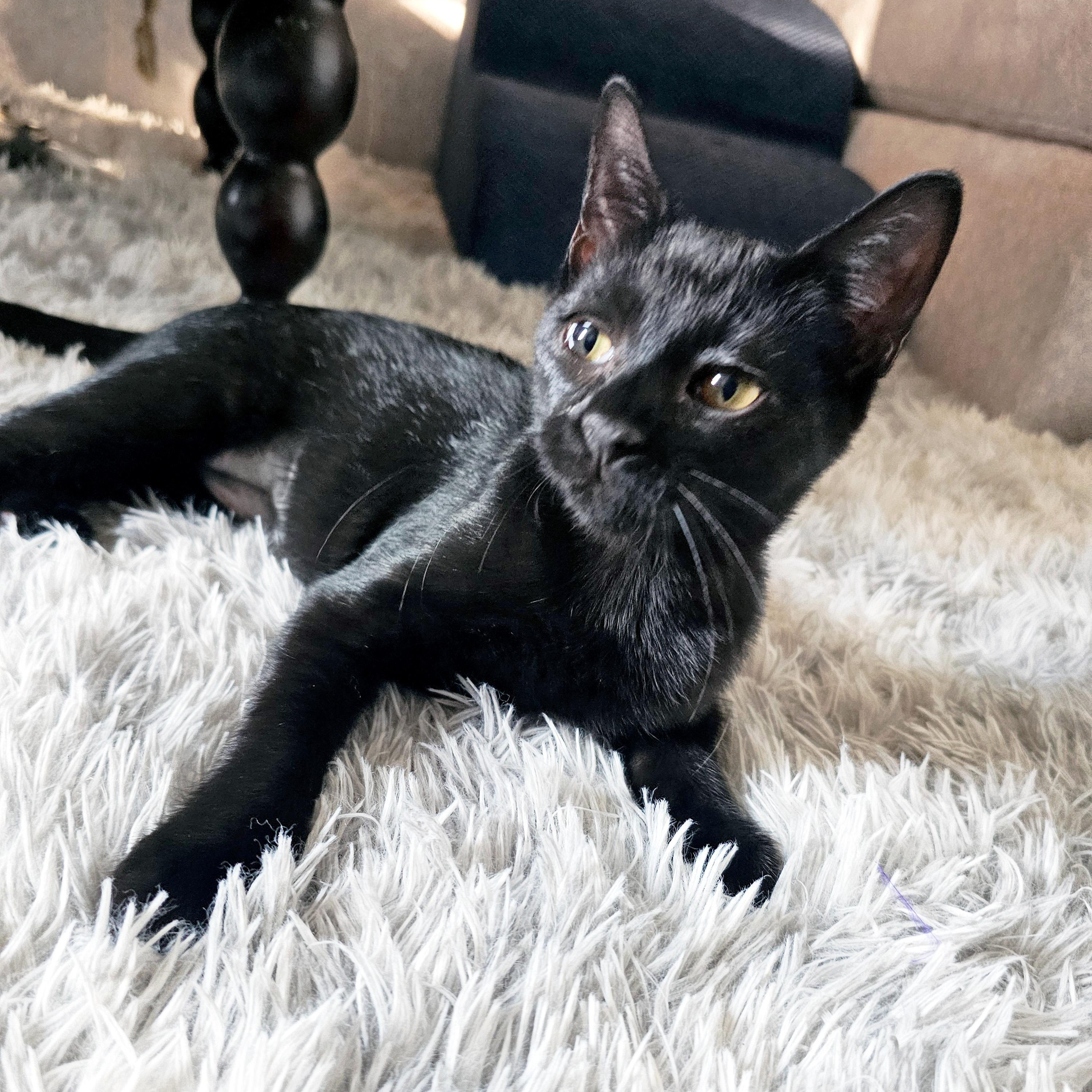 Enlarge Essi, a Adoptable Domestic Short Hair in Apex, NC image 4/5
