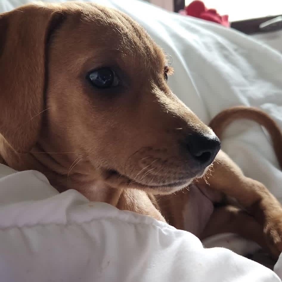 Rosalie, Adoptable, Puppy Female Terrier & Mixed Breed.