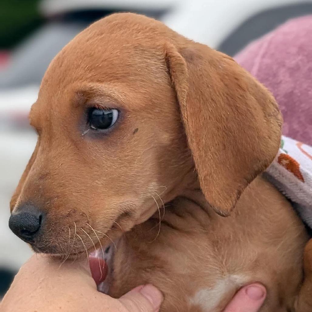 Enlarge Rosalie, a Adoptable mixed breed in St. Charles, IL image 2/6