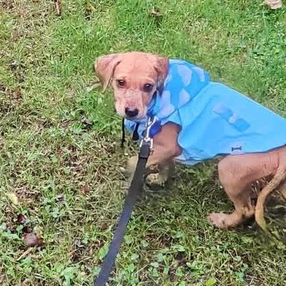 Enlarge Rosalie, a Adoptable mixed breed in St. Charles, IL image 4/6