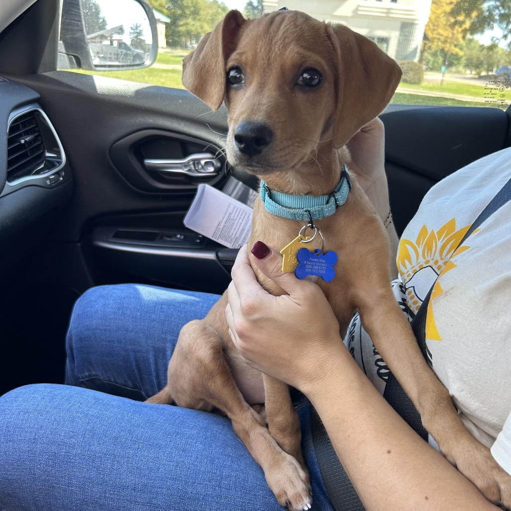 Enlarge Rosalie, a Adoptable mixed breed in St. Charles, IL image 5/6
