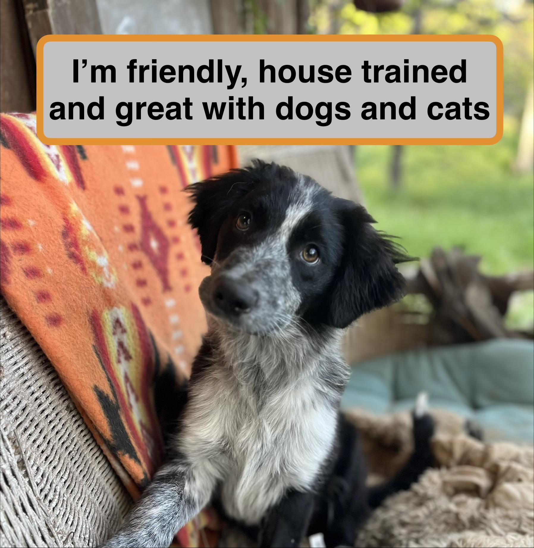 Mikey, adopted, Puppy Male Australian Shepherd.