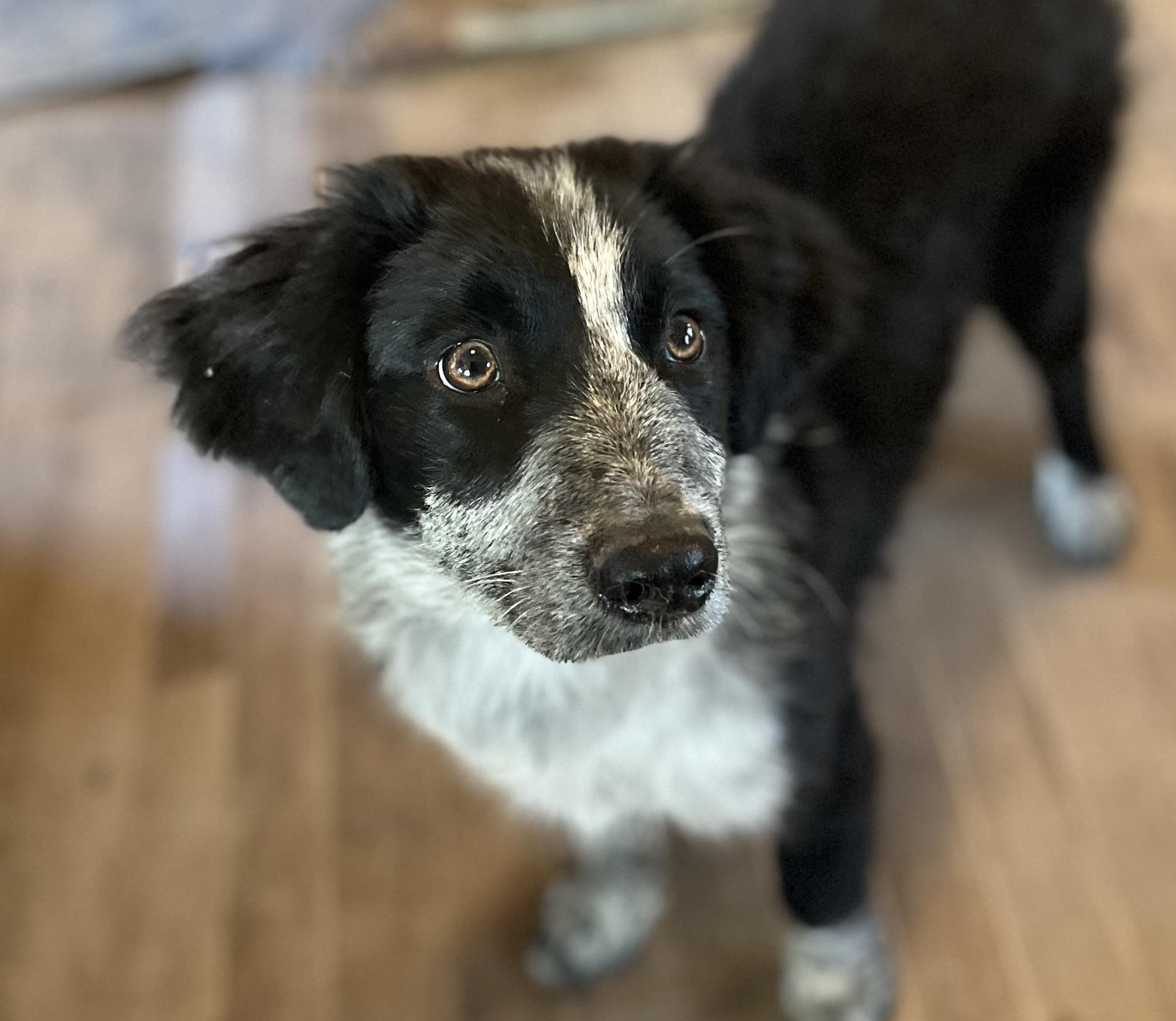 Enlarge Mikey, an adopted mixed breed in Rochester, NY image 3/4