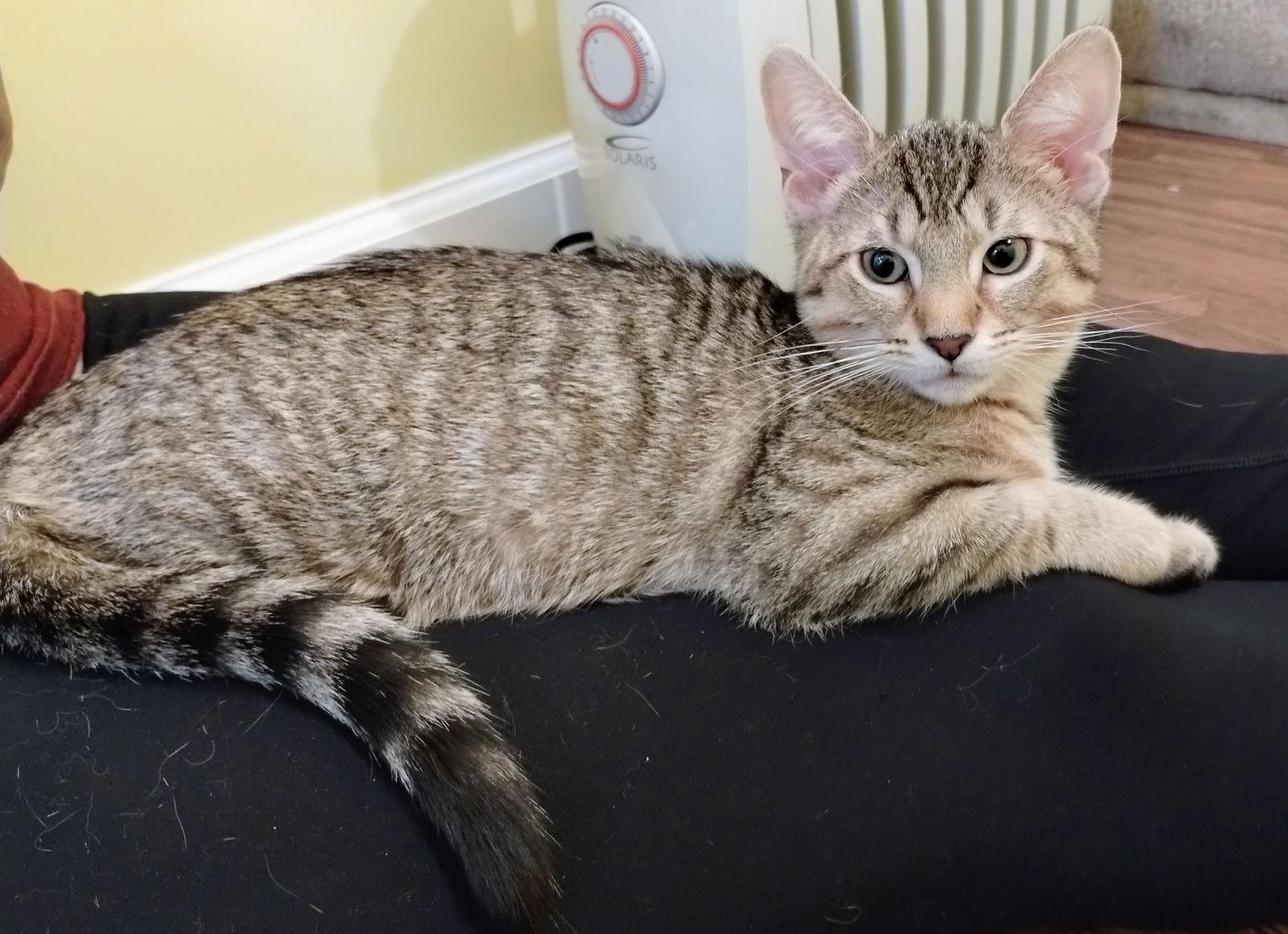 Twix Kitten, a Adoptable Domestic Short Hair in Nazareth, PA image 1/3