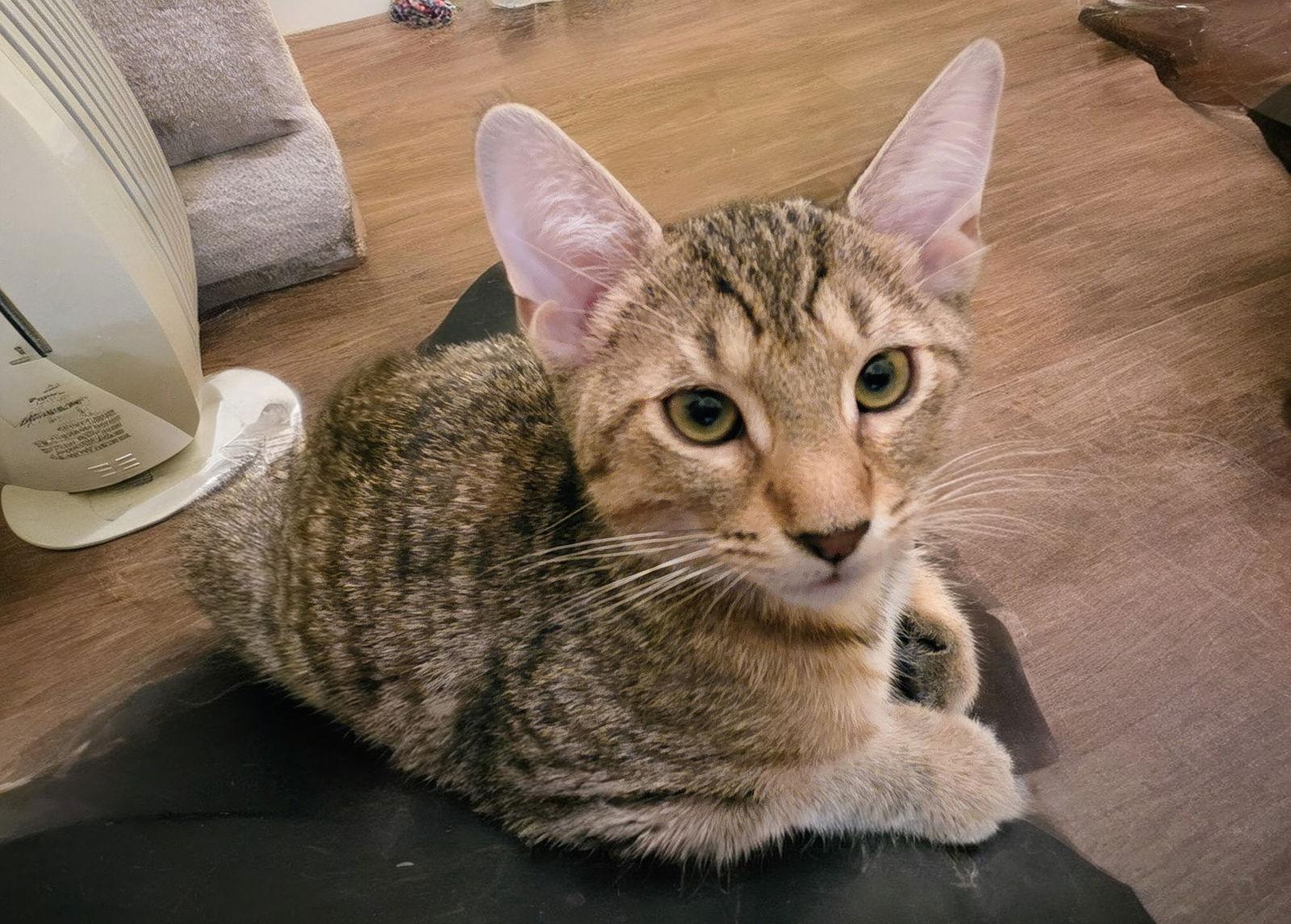 Twix Kitten, a Adoptable Domestic Short Hair in Nazareth, PA image 2/3