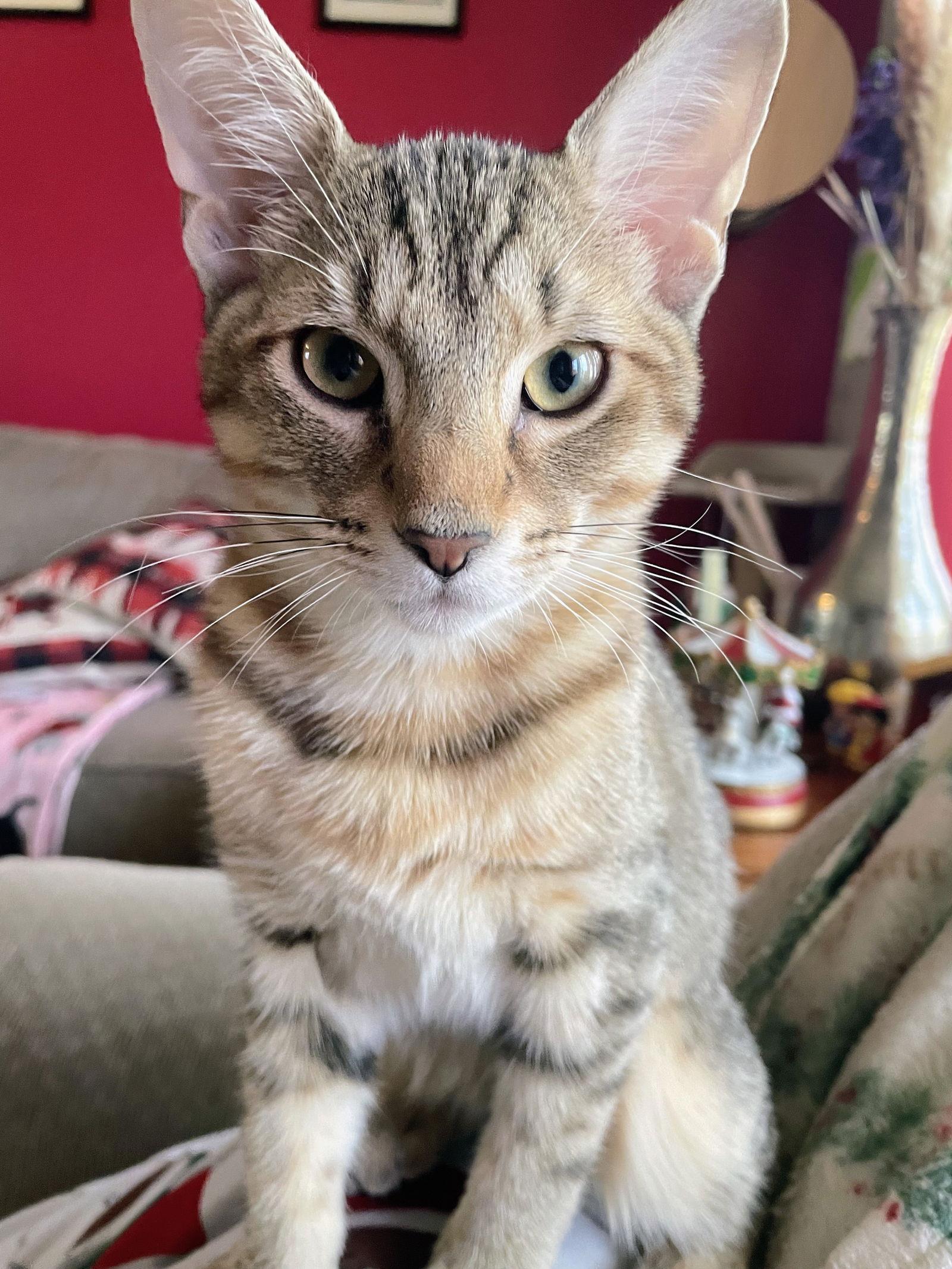 Twix Kitten, a Adoptable Domestic Short Hair in Nazareth, PA image 3/3