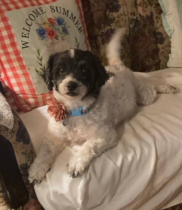 Sunshine, Adoptable, Adult Female Maltipoo.