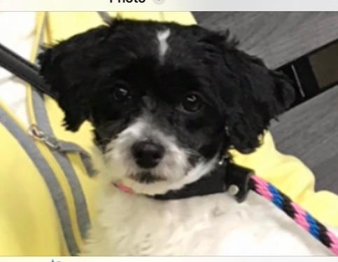 Enlarge Sunshine, a Adoptable mixed breed in Rancho Palos Verdes, CA image 2/3