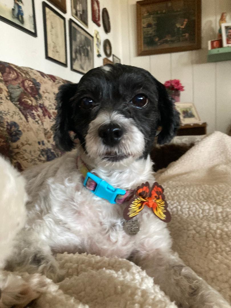 Enlarge Sunshine, a Adoptable mixed breed in Rancho Palos Verdes, CA image 3/3