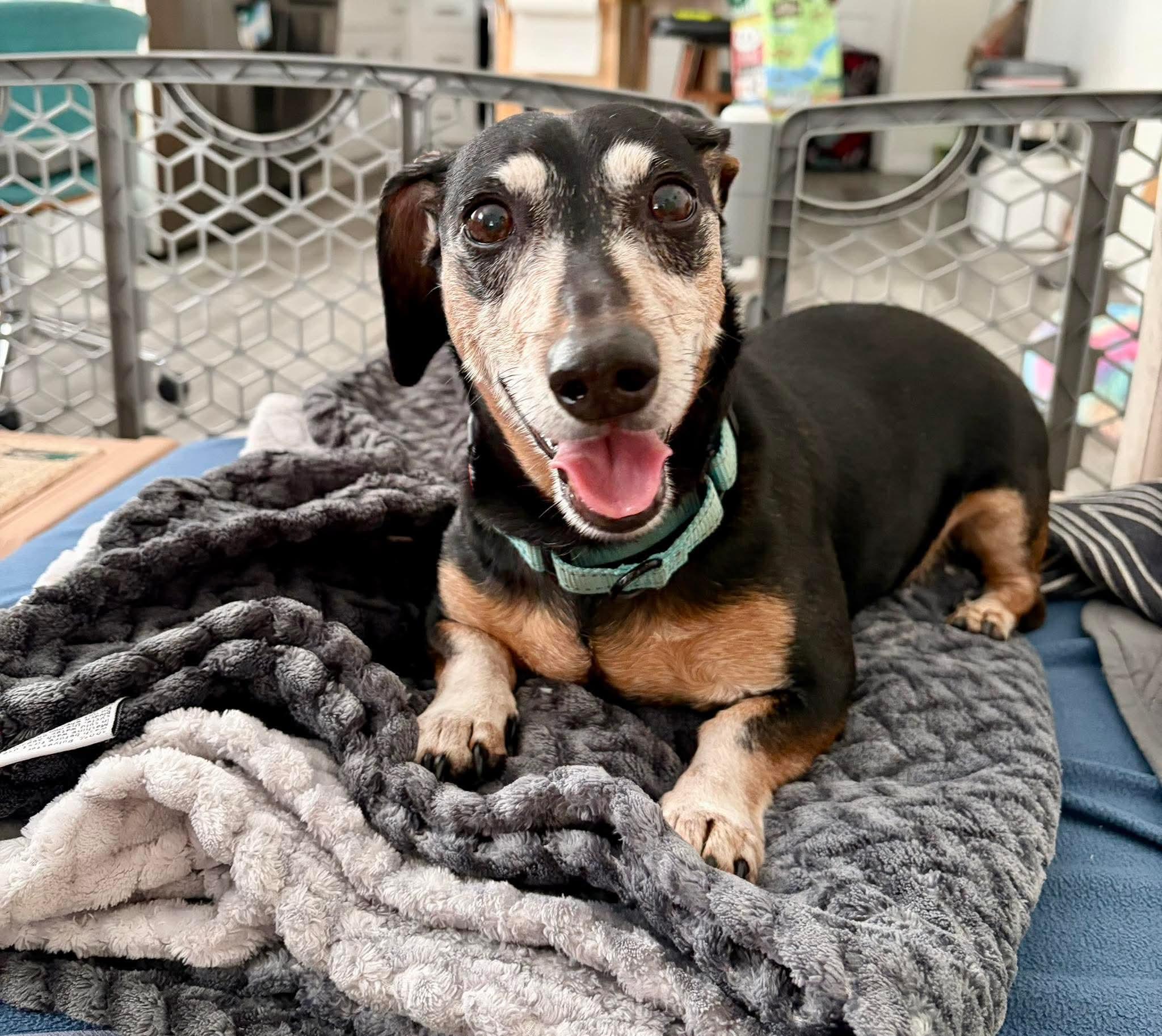 Max, Adoptable, Senior Male Dachshund.