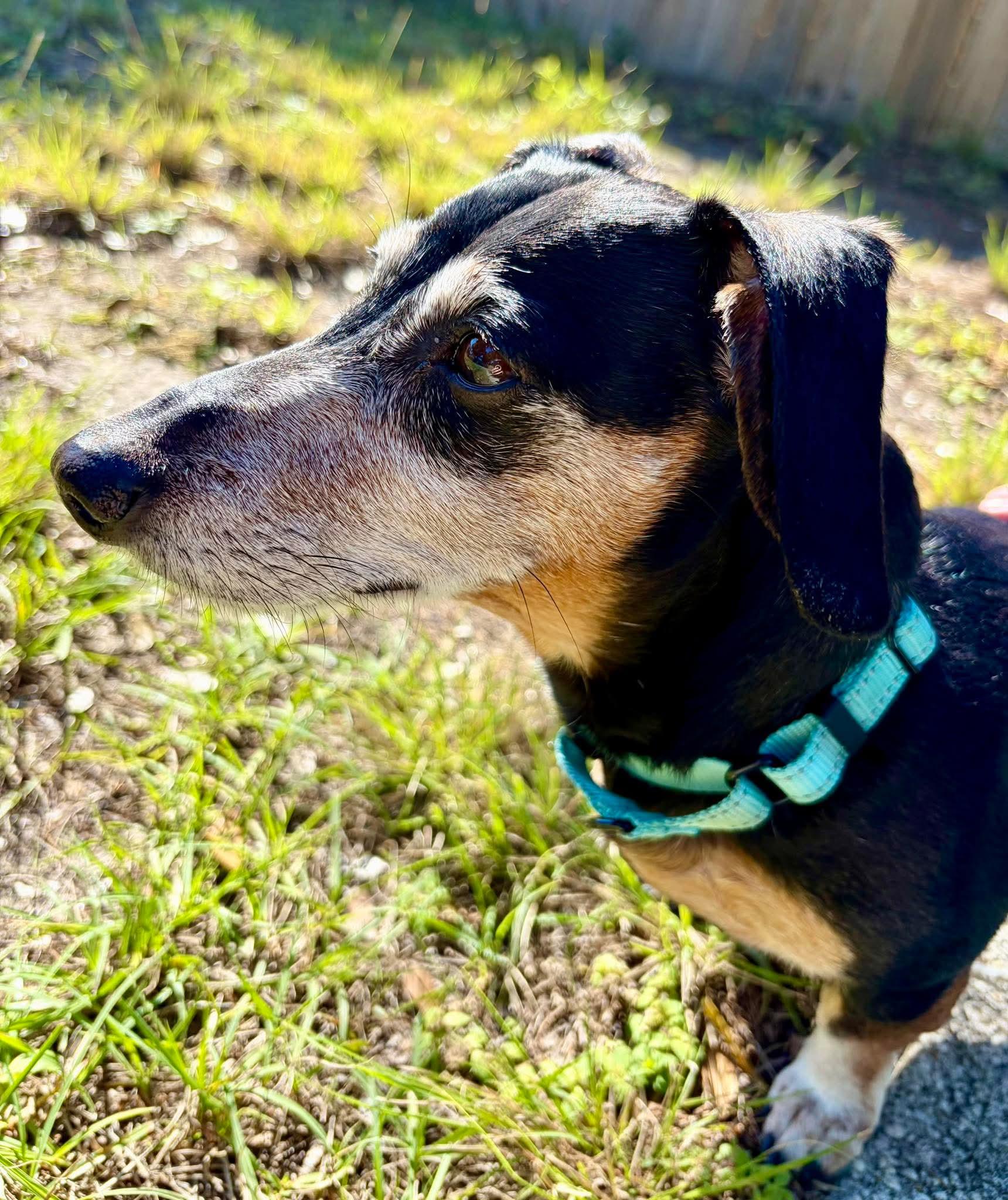 Enlarge Max, a Adoptable Dachshund in Fort Walton Beach, FL image 2/4