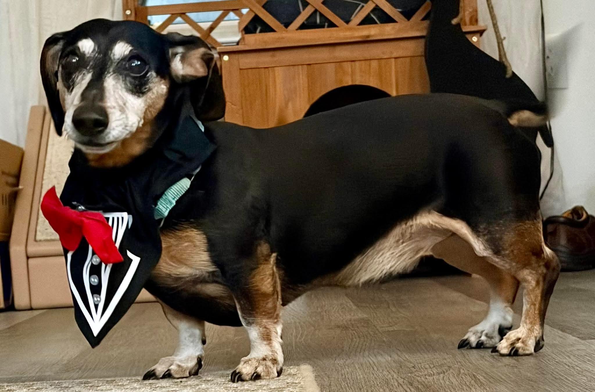 Enlarge Max, a Adoptable Dachshund in Fort Walton Beach, FL image 3/4