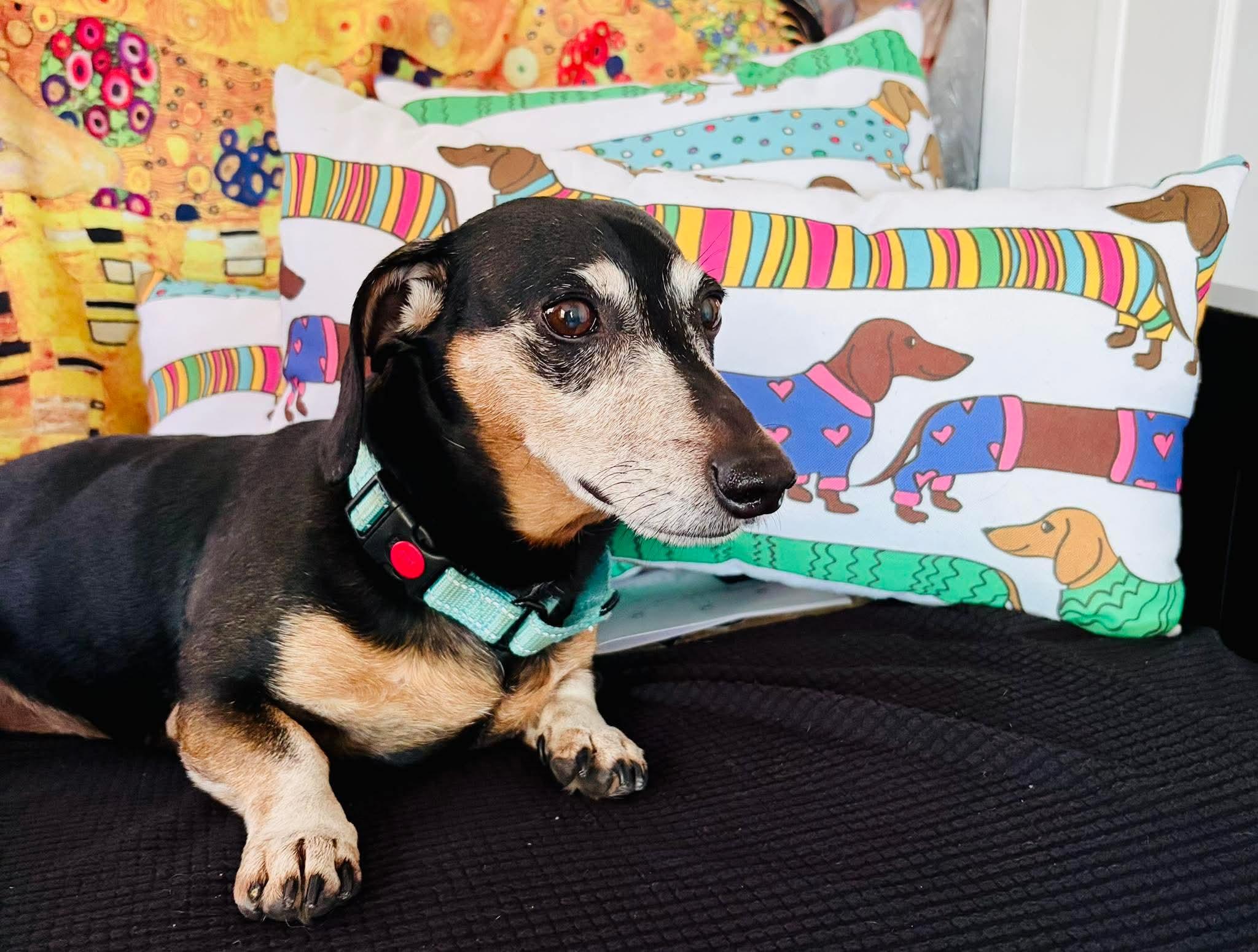 Enlarge Max, a Adoptable Dachshund in Fort Walton Beach, FL image 4/4