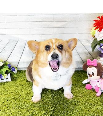 Enlarge CORI, a ADOPTABLE Corgi in Castro Valley, CA image 1/3
