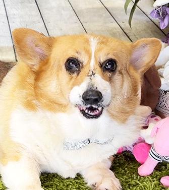 Enlarge CORI, a ADOPTABLE Corgi in Castro Valley, CA image 2/3