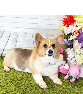 Enlarge CORI, a ADOPTABLE Corgi in Castro Valley, CA image 3/3