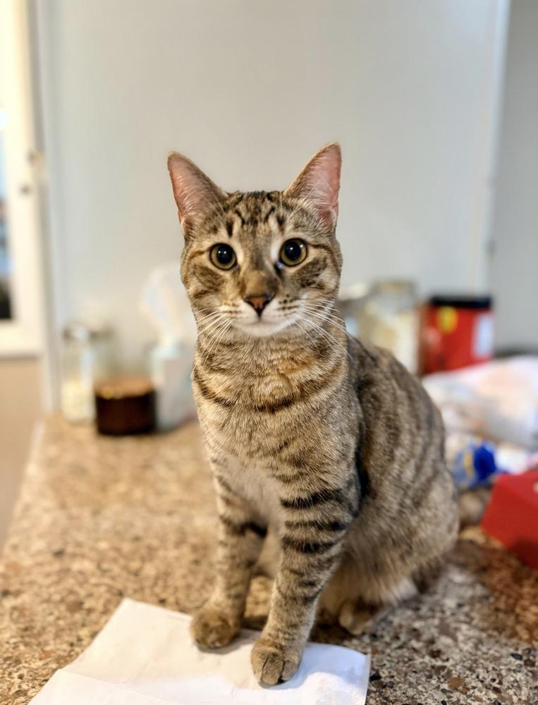 Enlarge Moe, a Adoptable Domestic Short Hair in Lake Wylie, SC image 1/6