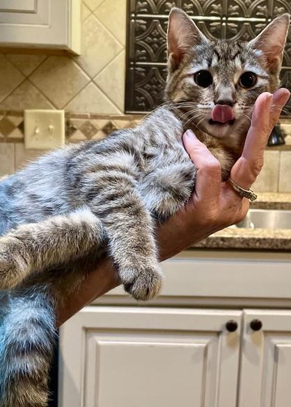 Moe, Adoptable, Kitten Female Domestic Short Hair.