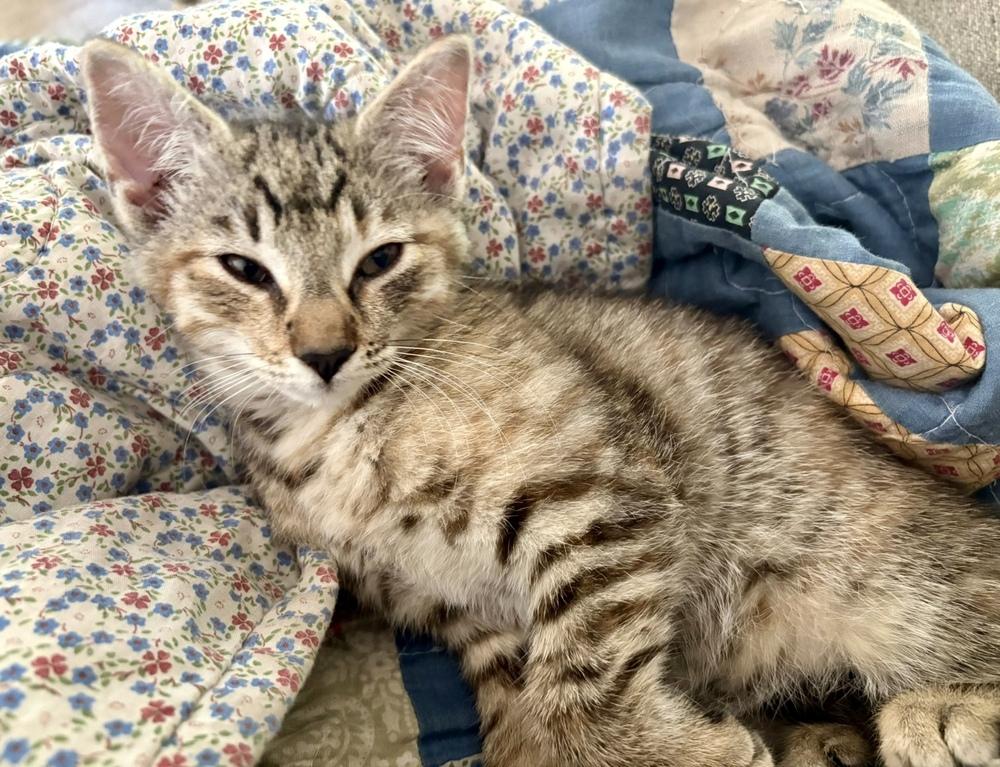 Enlarge Moe, a Adoptable Domestic Short Hair in Lake Wylie, SC image 2/6